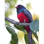 Slaty-tailed Trogon. Photo by Joyce Meyer and Mike West.  All rights reserved. 