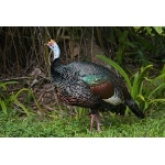 Ocellated Turkey. Photo by Joyce Meyer and Mike West.  All rights reserved. 