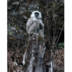 Hanuman Langur. Photo by Rick Taylor. Copyright Borderland Tours. All rights reserved.