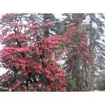 Rhododendron Blossoms. Photo by Rick Taylor. Copyright Borderland Tours. All rights reserved.