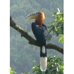 Rufous-necked Hornbill. Photo by Larry Sassaman. All rights reserved.