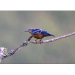 Beautiful Nuthatch. Photo by Adam Riley. All rights reserved.