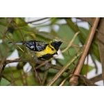 Yellow-cheeked Tit. Photo by Adam Riley. All rights reserved.