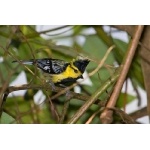 Yellow-cheeked Tit. Photo by Adam Riley. All rights reserved.