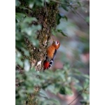 Rufous-bellied Woodpecker. Photo by Adam Riley. All rights reserved.