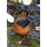 Rufous Sibia. Photo by Adam Riley. All rights reserved.