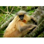 Golden Langur. Photo by Adam Riley. All rights reserved.