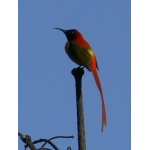 Fire-tailed Sunbird. Photo by Larry Sassaman. All rights reserved.