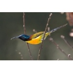 Green-tailed Sunbird. Photo by Adam Riley. All rights reserved.