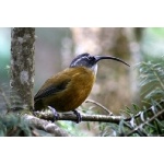 Slender-billed Scimitar-Babbler. Photo by Adam Riley. All rights reserved.