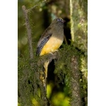 Female Ward's Trogon. Photo by Adam Riley. All rights reserved.