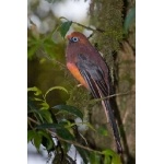 Male Ward's Trogon. Photo by Adam Riley. All rights reserved.