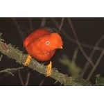 Andean Cock-of-the-rock. Photo by Luis Segura. All rights reserved.