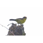 Bolivian Brush-Finch. Photo by Luis Segura. All rights reserved.