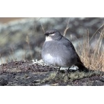 White-winged Diuca-Finch. Photo by Luis Segura. All rights reserved.