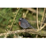 Slaty-backed Chat-Tyrant. Photo by Luis Segura. All rights reserved.