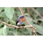 Rufous-breasted Chat-Tyrant. Photo by Luis Segura. All rights reserved.