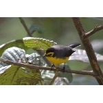 Spectacled Redstart. Photo by Luis Segura. All rights reserved.