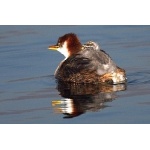 Endemic Short-winged Grebe with chick. Photo by Luis Segura. All rights reserved.