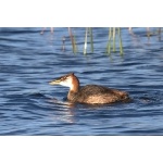 Short-winged (or Lake Titicaca) Grebe. Photo by Luis Segura. All rights reserved.