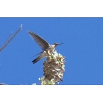 Giant Hummingbird. Photo by Luis Segura. All rights reserved.