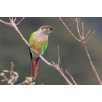 Green-cheeked Parakeet. Photo by Luis Segura. All rights reserved.