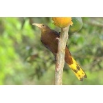 Russet-backed Oropendola. Photo by Luis Segura. All rights reserved.