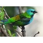 Green-headed Tanager. Photo by Larry Sassaman. All rights reserved. 