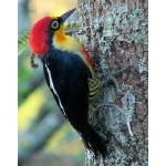 Yellow-fronted Woodpecker. Photo by Larry Sassaman. All rights reserved.
