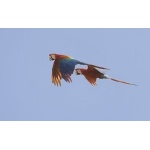 Red-and-green Macaws in flight. Photo by Dave Semler. All rights reserved.