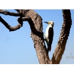 White Woodpecker. Photo by Luis Segura. All rights reserved.