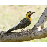 Campo Flicker. Photo by Dave Semler. All rights reserved. 