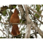 Rufous Cachalote. Photo by Luis Segura. All rights reserved.