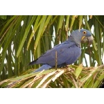 Hyacinth Macaw. Photo by Rick Taylor. Copyright Borderland Tours. All rights reserved.