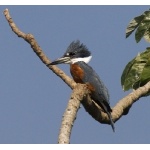 Ringed Kingfisher. Photo by Dave Semler. All rights reserved. 