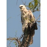 Juvenile Harpy Eagle. Photo by Rick Taylor. Copyright Borderland Tours. All rights reserved. 