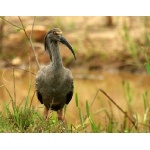 Plumbeous Ibis. Photo by Luis Segura. All rights reserved.