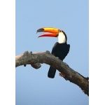 Toco Toucan. Photo by Rick Taylor. Copyright Borderland Tours. All rights reserved.