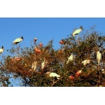 Wood Storks and Roseate Spoonbills. Photo by Luis Segura. All rights reserved.