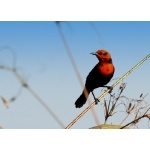 Scarlet-headed Blackbird. Photo by Luis Segura. All rights reserved.