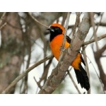 Orange-backed Troupial. Photo by Luis Segura. All rights reserved.