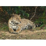 Jaguar. Photo by Rick Taylor. Copyright Borderland Tours. All rights reserved. (1)