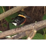 American Pygmy Kingfisher. Photo by Rick Taylor. Copyright Borderland Tours. All rights reserved.