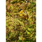 Bar-winged Oriole. Photo by Rick Taylor. Copyright Borderland Tours. All rights reserved.