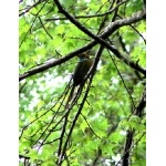 Blue-throated Motmot. Photo by Rick Taylor. Copyright Borderland Tours. All rights reserved.