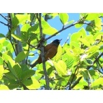 Cinnamon-bellied Flower-piercer. Photo by Rick Taylor. Copyright Borderland Tours. All rights reserved.