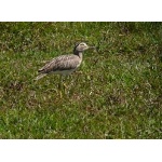 Double-striped Thick-knee. Photo by Rick Taylor. Copyright Borderland Tours. All rights reserved.