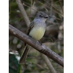 Flammulated Flycatcher. Photo by Rick Taylor. Copyright Borderland Tours. All rights reserved.