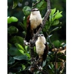 Giant Wrens, Endemic to Chiapas, Mexico. Photo by Rick Taylor. Copyright Borderland Tours. All rights reserved.