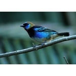 Golden-hooded Tanager. Photo by Rick Taylor. Copyright Borderland Tours. All rights reserved.